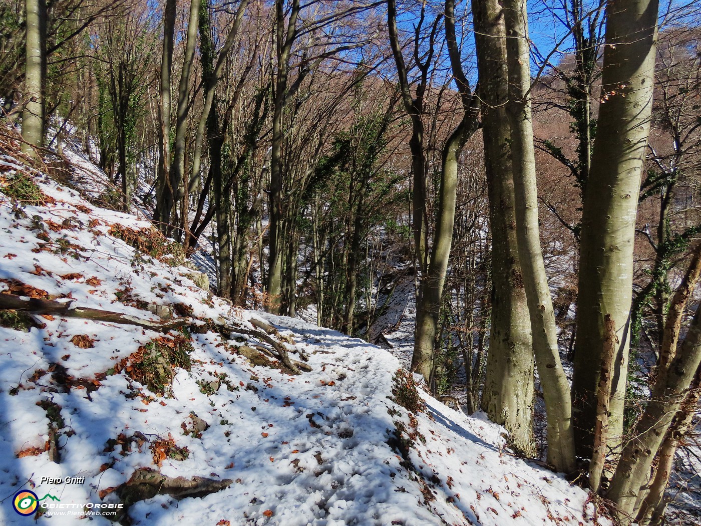 17 Dopo i carpini neri alti faggi secolari.JPG